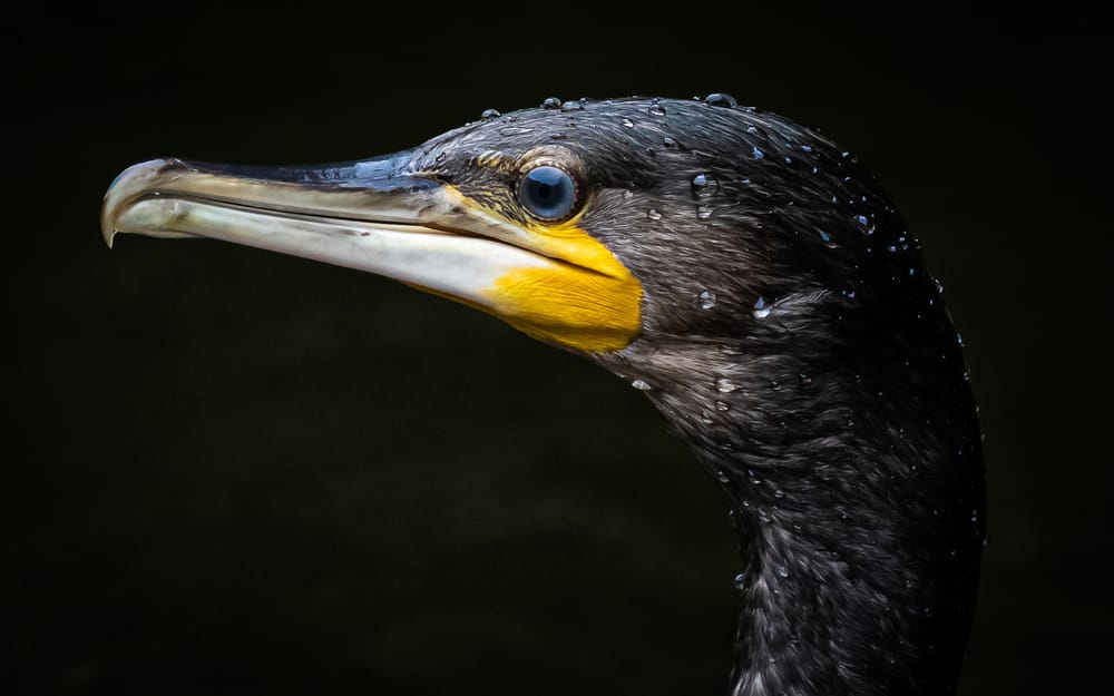 Photographing New Zealand native birds post image