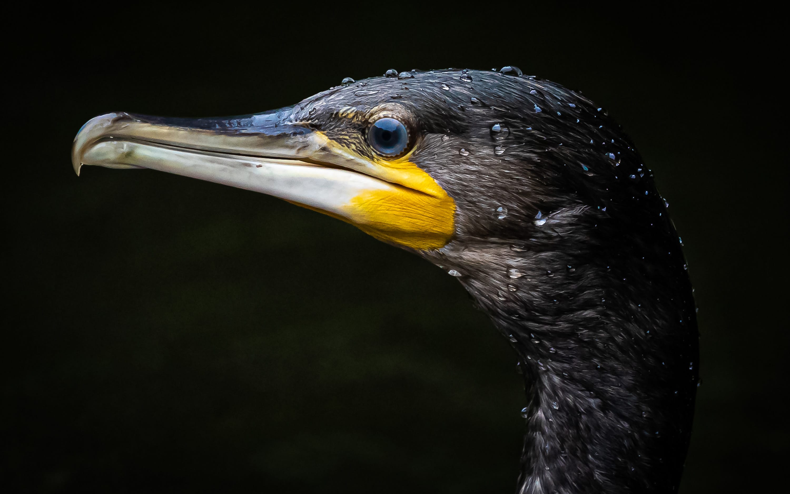 Photographing New Zealand native birds